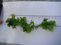 Sea lettuce (Ulva lactuca)