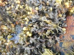 Kaurtang (Fucus spiralis)