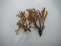 Sponge seaweed (Codium fragile)