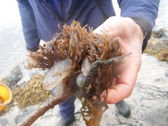 Sugar Kelp (Saccharina latissima)