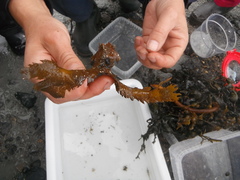 Sagtang (Fucus serratus)