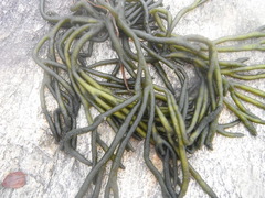 Sponge seaweed (Codium fragile)