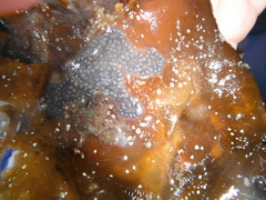 Kappedyr (Tunicata)