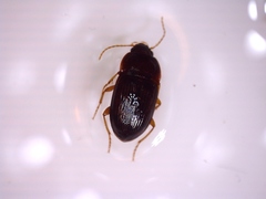 Løpebiller (Carabidae)