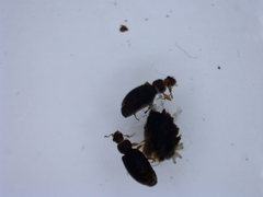 Kortvinger (Staphylinidae)