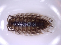 Skrukketroll, tanglus (Isopoda)