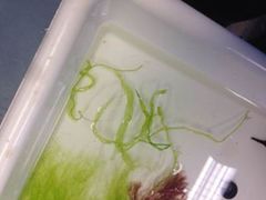 Sea grass (Ulva intestinalis)