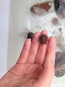 Sea urchins (Echinoidea)