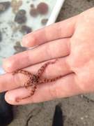 Brittle stars (Ophiuroidea)