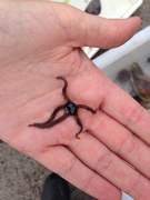 Brittle stars (Ophiuroidea)