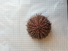 Sea urchins (Echinoidea)