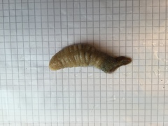 Sea cucumbers (Holothuroidea)