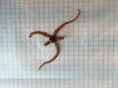 Brittle stars (Ophiuroidea)