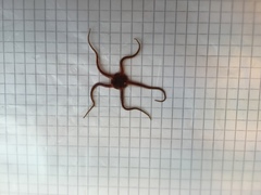 Brittle stars (Ophiuroidea)