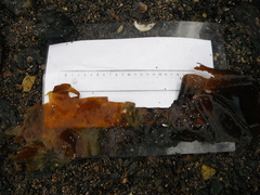 Sugar Kelp (Saccharina latissima)