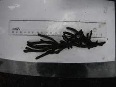 Sponge seaweed (Codium fragile)