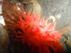 Hesteaktinie (Actinia equina)