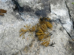 Kaurtang (Fucus spiralis)