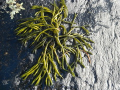 Tarmgrønske (Ulva intestinalis)