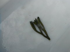 Sponge seaweed (Codium fragile)