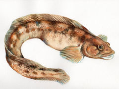 Ålekvabbe (Zoarces viviparus)