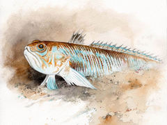 Fjesing (Trachinus draco)