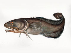 Paddetorsk (Raniceps raninus)