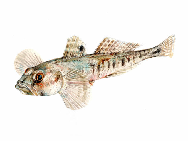 Sandkutling (Pomatoschistus minutus)