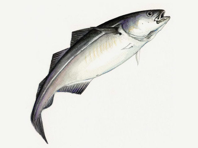 Saithe (Pollachius virens)