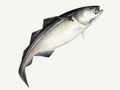 Saithe (Pollachius virens)