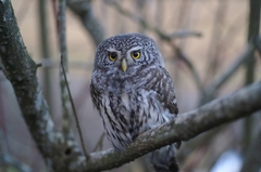 Spurveugle (Glaucidium passerinum)