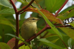 Løvsanger (Phylloscopus trochilus)