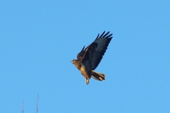 Musvåk (Buteo buteo)