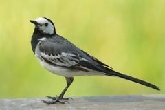 White Wagtail (Motacilla alba)