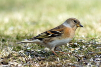 Bjørkefink (Fringilla montifringilla)