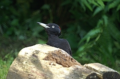 Black Woodpecker (Dryocopus martius)