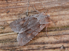 The Nonconformist (Lithophane lamda)