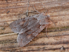 Porskappefly (Lithophane lamda)