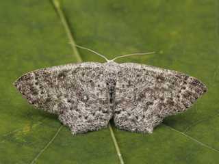 Seljeløvmåler (Cyclophora pendularia) Seljeløvmåler (Cyclophora pendularia)