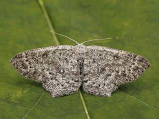 Seljeløvmåler (Cyclophora pendularia)