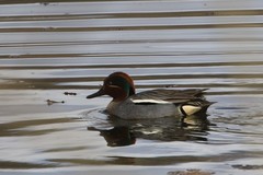 Eurasian Teal (Anas crecca)