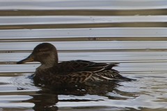 Eurasian Teal (Anas crecca)