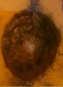 Albusnegl (Patella vulgata)