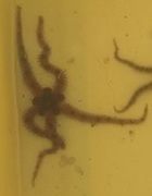 Brittle stars (Ophiuroidea)