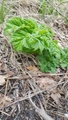 Kjempebjørnekjeks (Heracleum mantegazzianum)