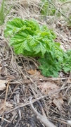 Giant Hogweed (Heracleum mantegazzianum)