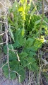 Kjempebjørnekjeks (Heracleum mantegazzianum)