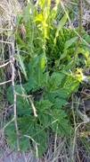 Giant Hogweed (Heracleum mantegazzianum)