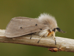 Gråbrun tigerspinner (Diaphora mendica)