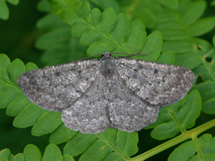 Klipperingmåler (Gnophos obfuscata)